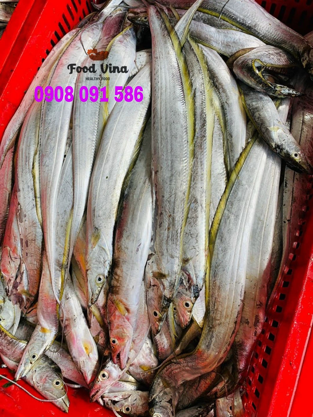 Cá hố tươi nguyên liệu