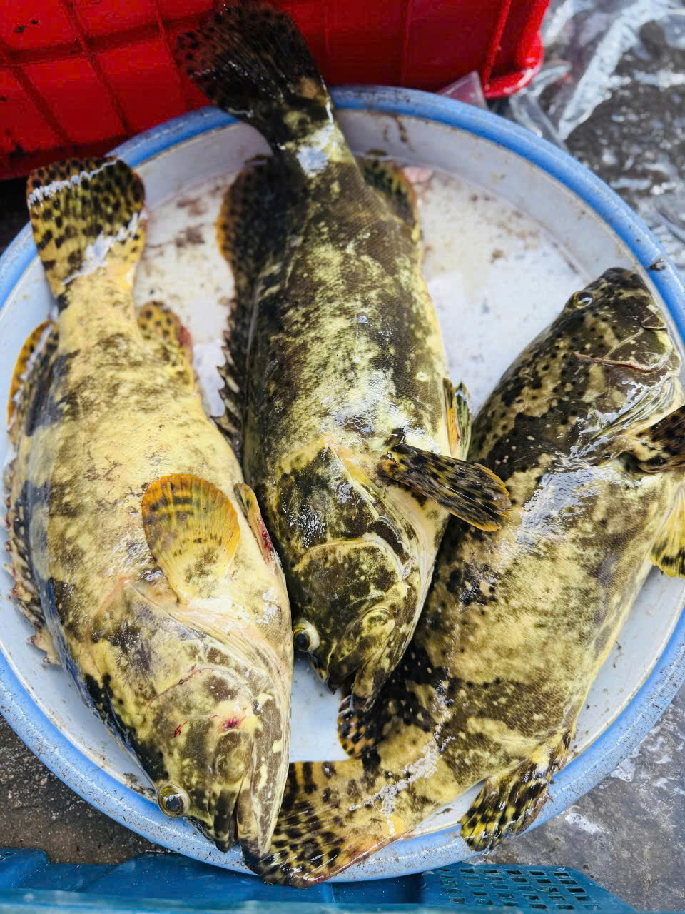 Cá mú tươi