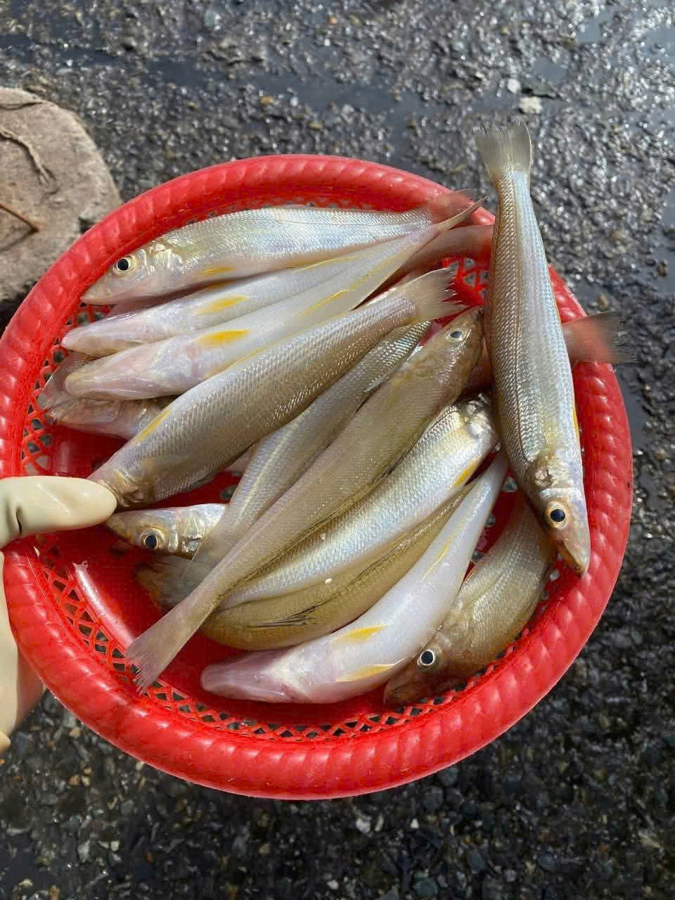 Cá nục tươi trong rổ