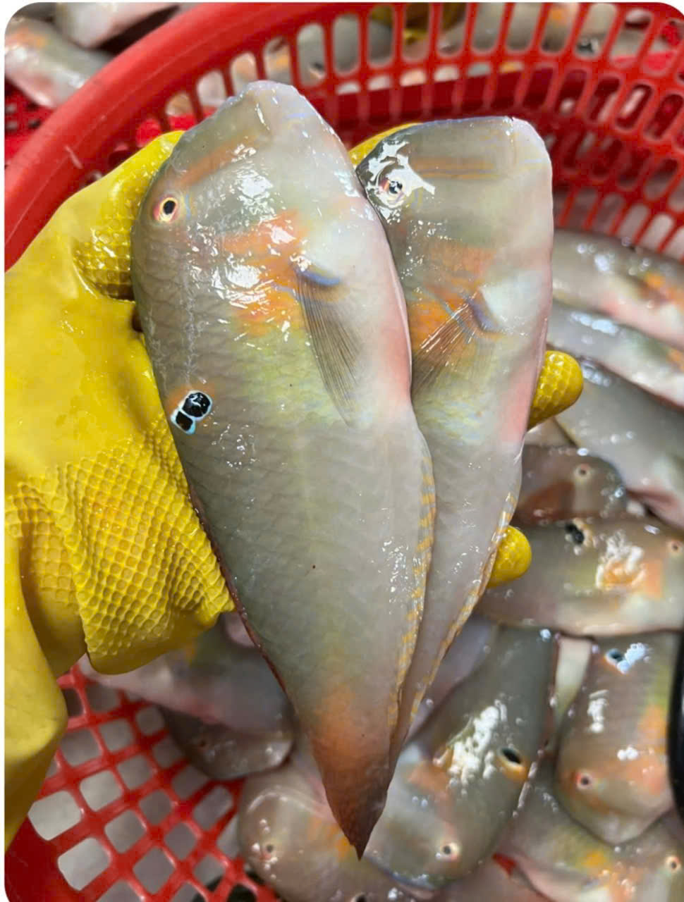 Cá phèn hồng tươi cầm tay