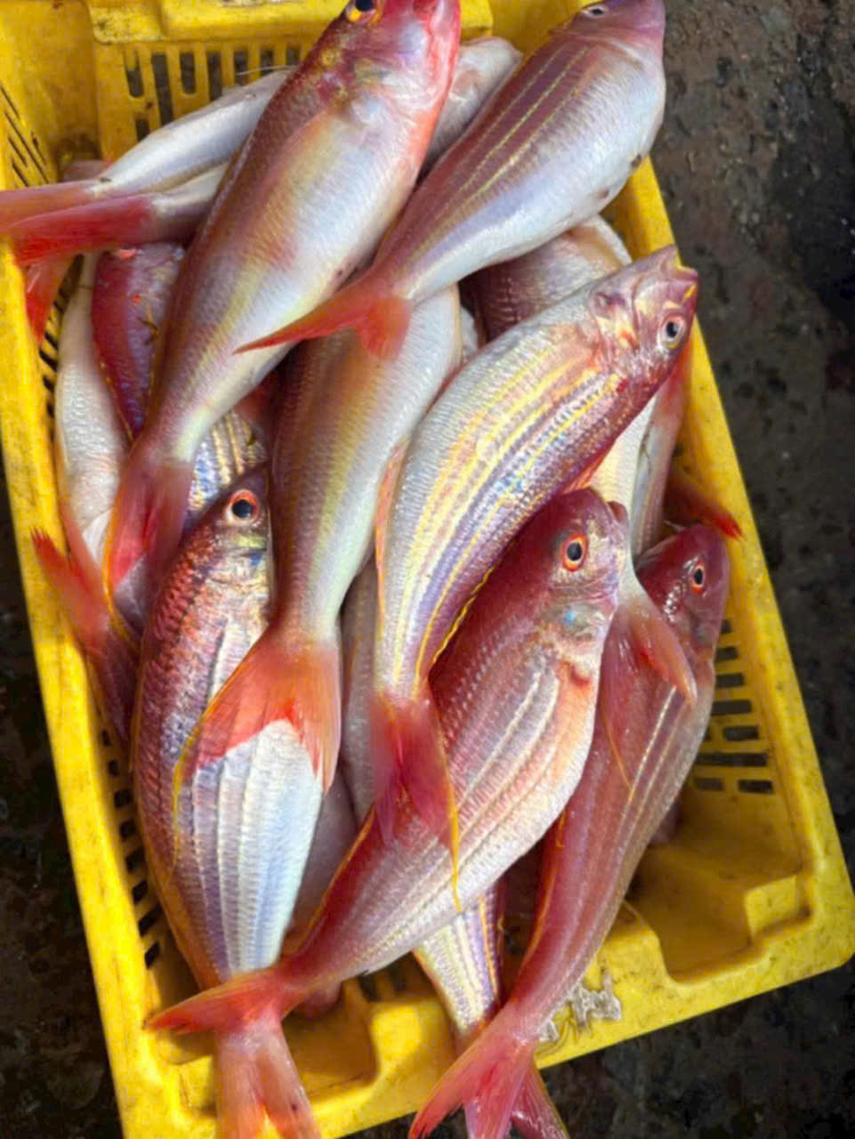 Cá phèn hồng tươi