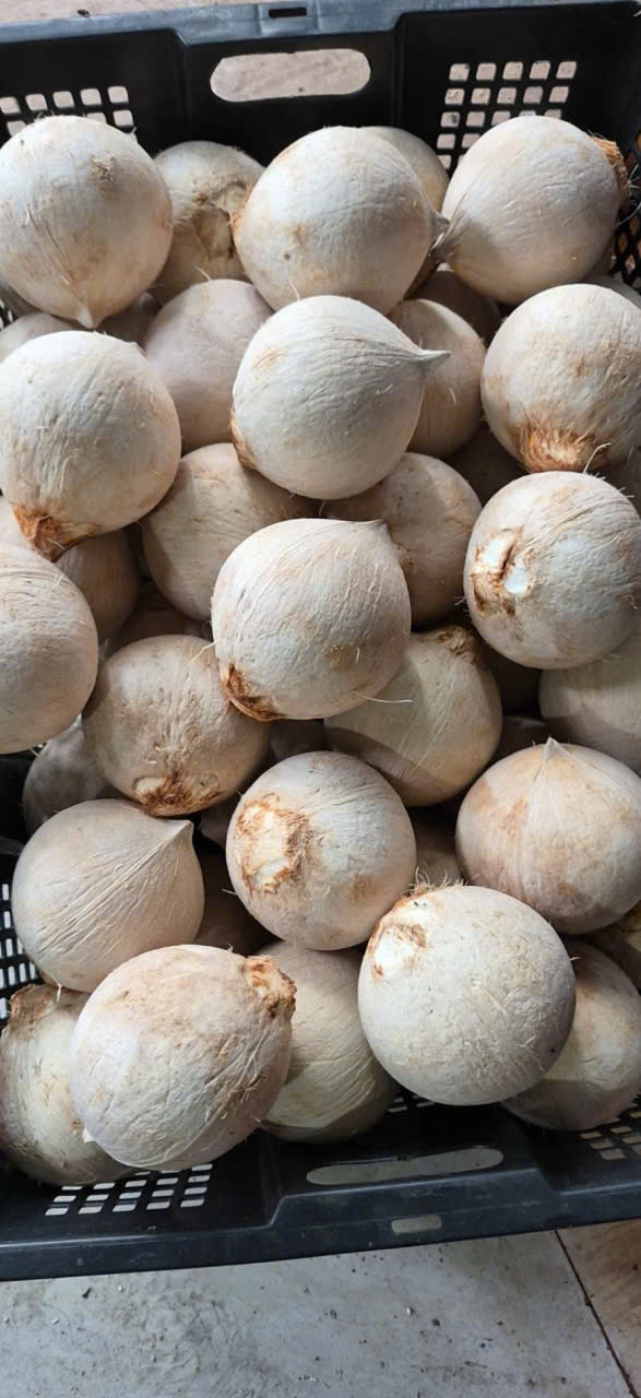 Dừa xiêm tươi